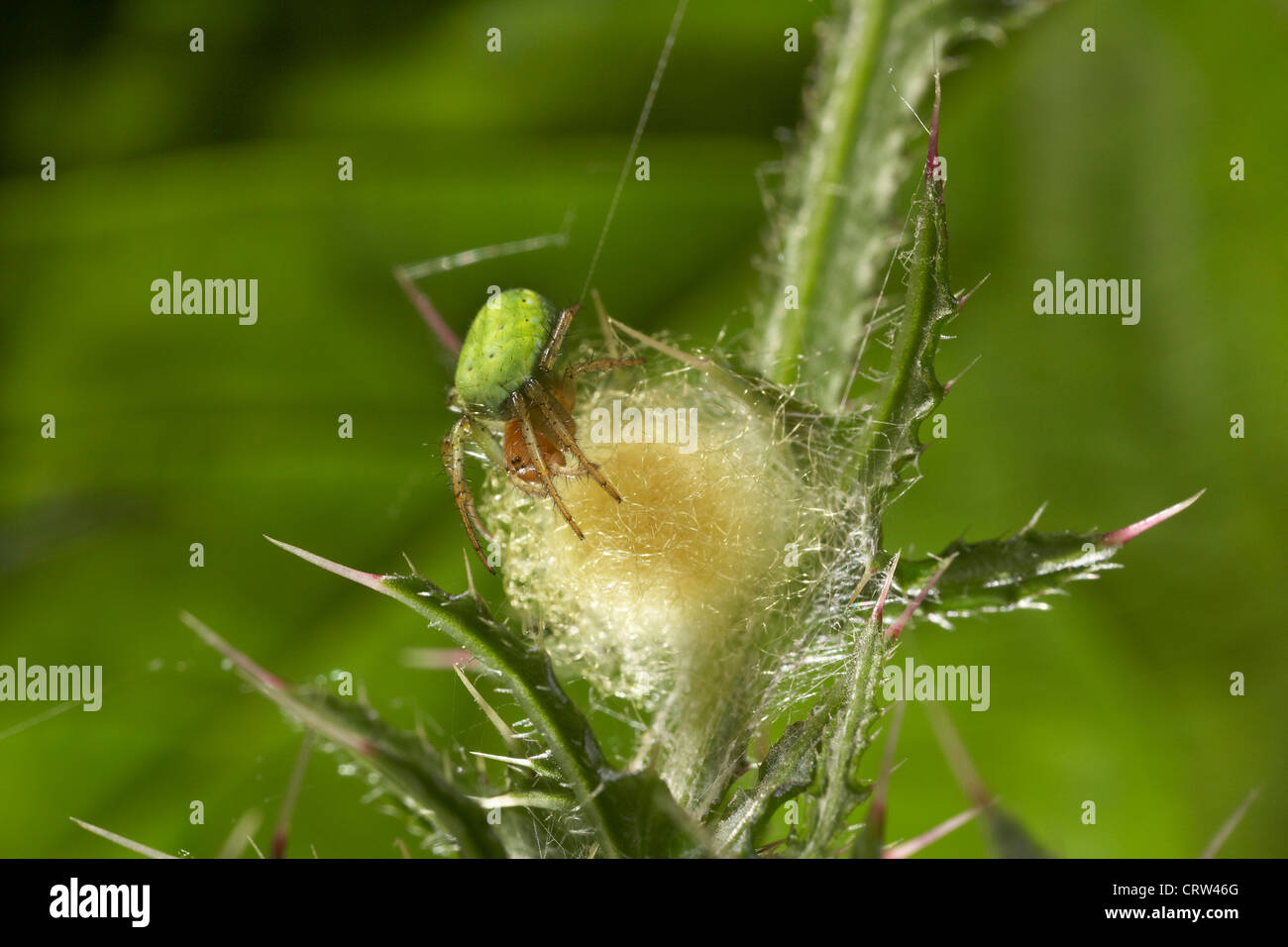 Araniella cucurbitina araignée concombre, ou Vert Orb Weaver, avec son oeuf cas, UK Banque D'Images