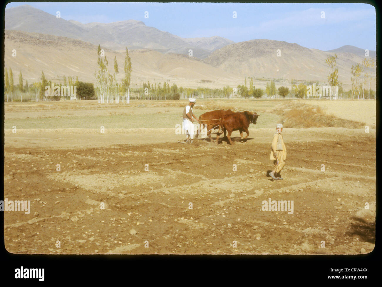 À l'aide de l'homme afghane des boeufs et charrue pour terrain en Afghanistan avant l'invasion soviétique. Banque D'Images