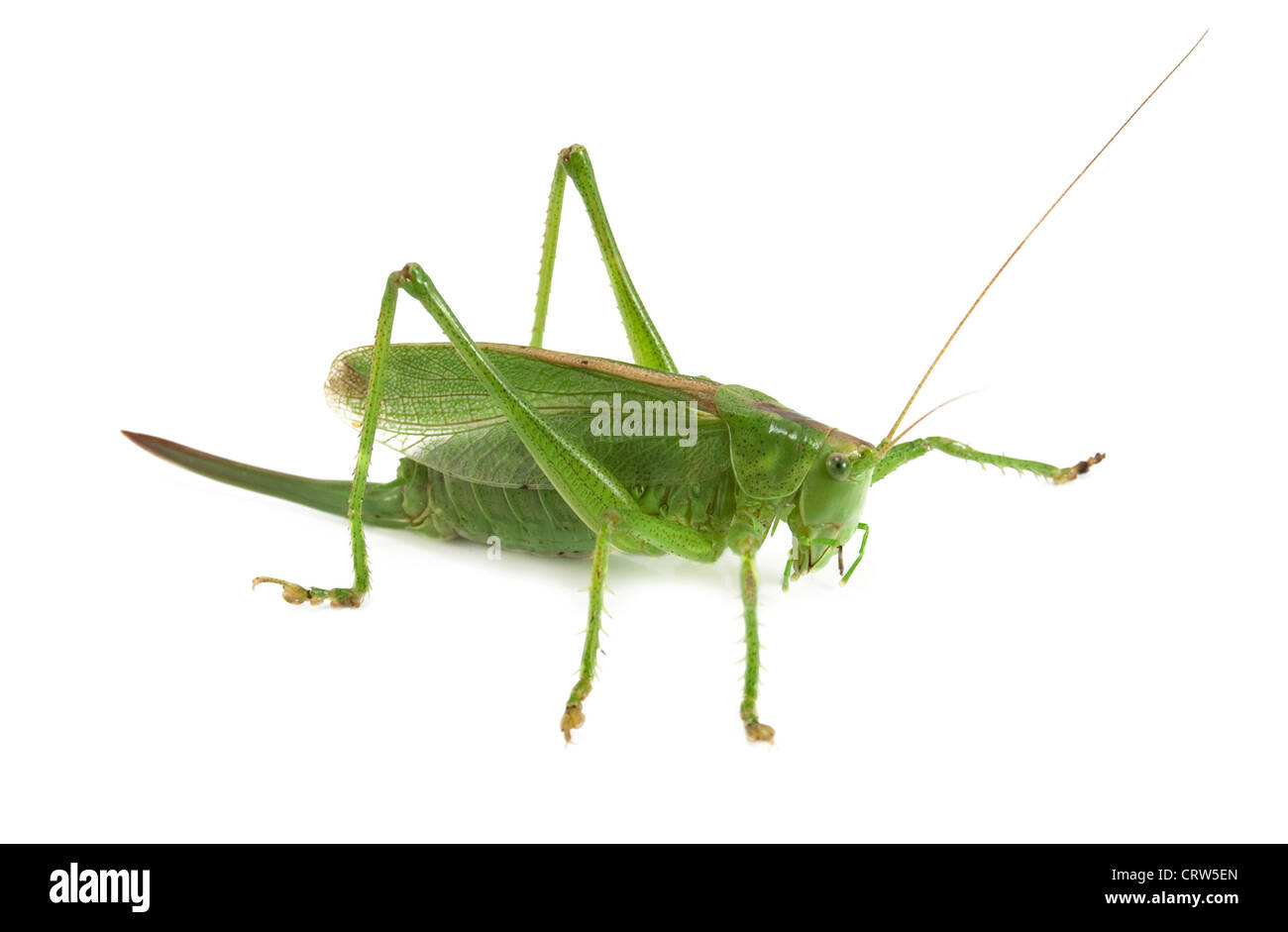 Locust isolé sur fond blanc Banque D'Images