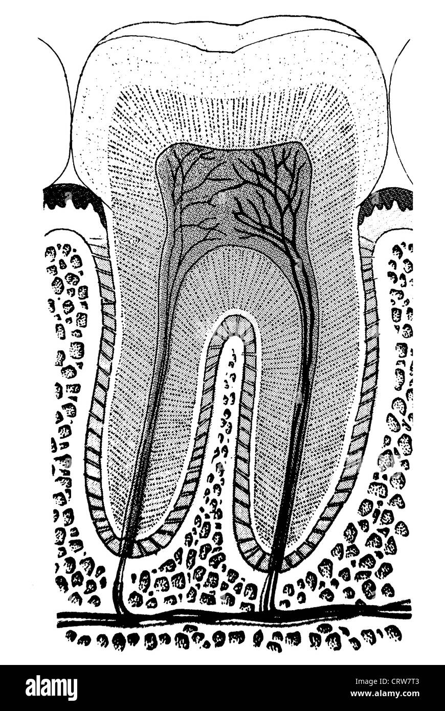 Anatomie Dentaire Banque D images Noir Et Blanc Alamy