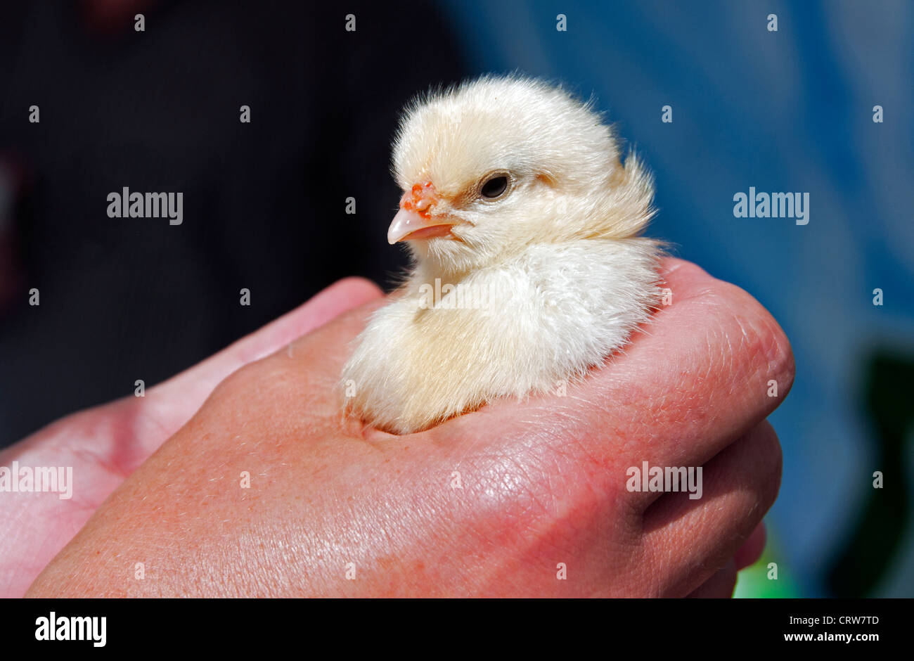 Jeune poulet en main de femme Banque D'Images