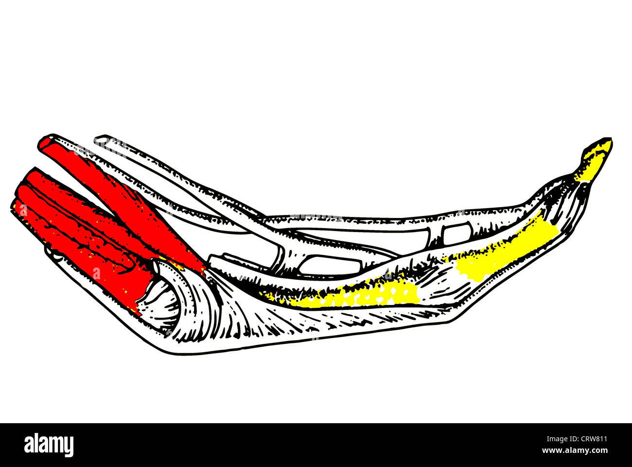 L'anatomie d'un doigt Banque D'Images