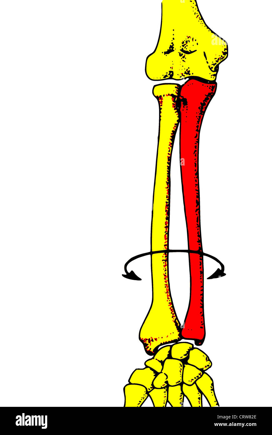 Avant bras humain os Banque de photographies et d’images à haute