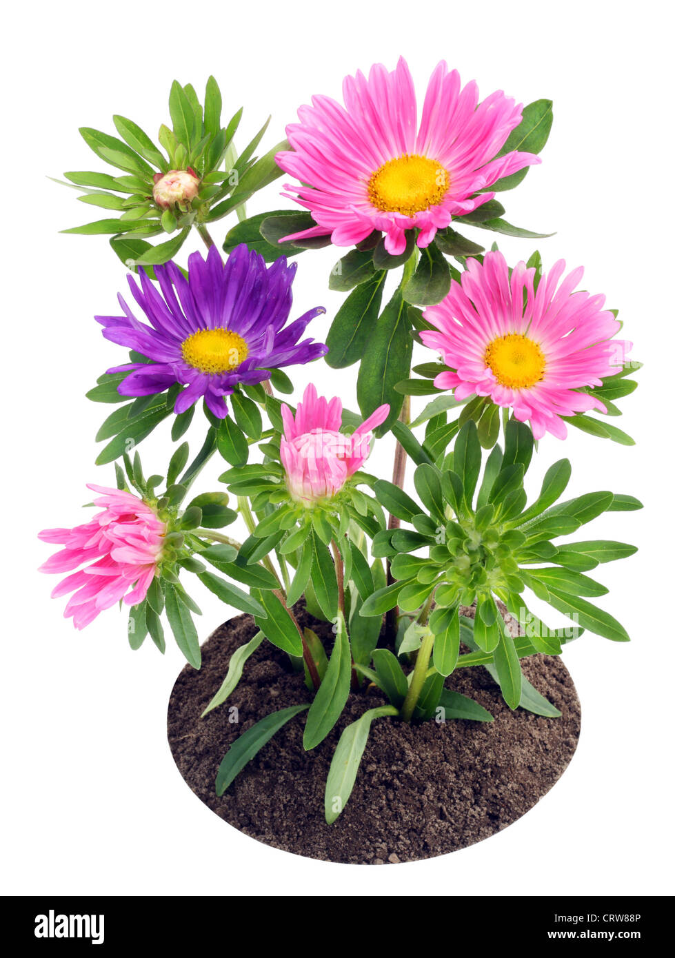 Asters fleurs sur un lit Banque D'Images
