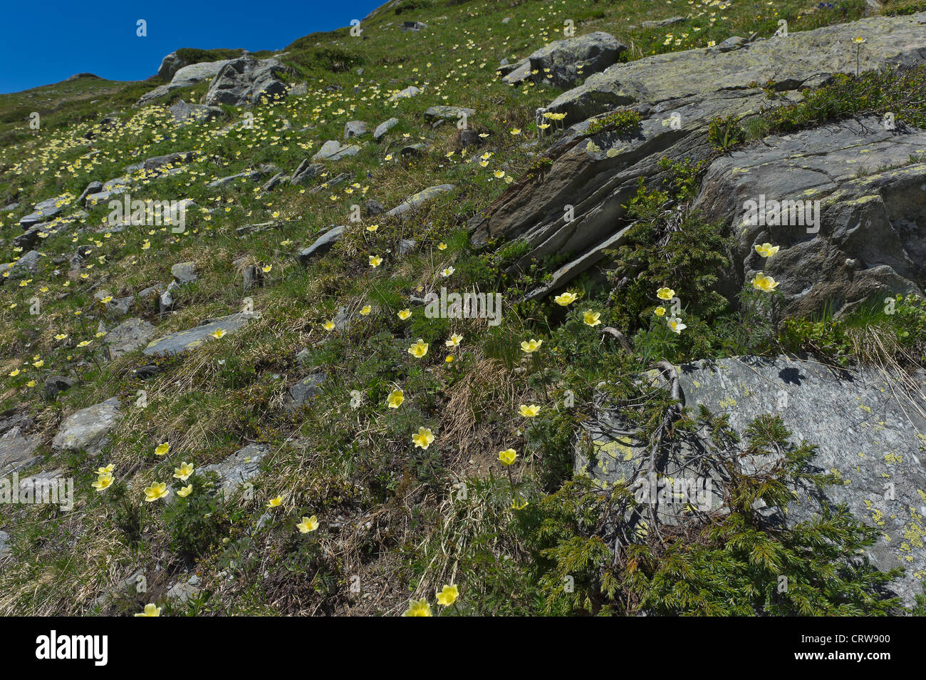 Fleurs de Montagne, Pulsatilla alpina, vallée d'aoste, Italie Banque D'Images