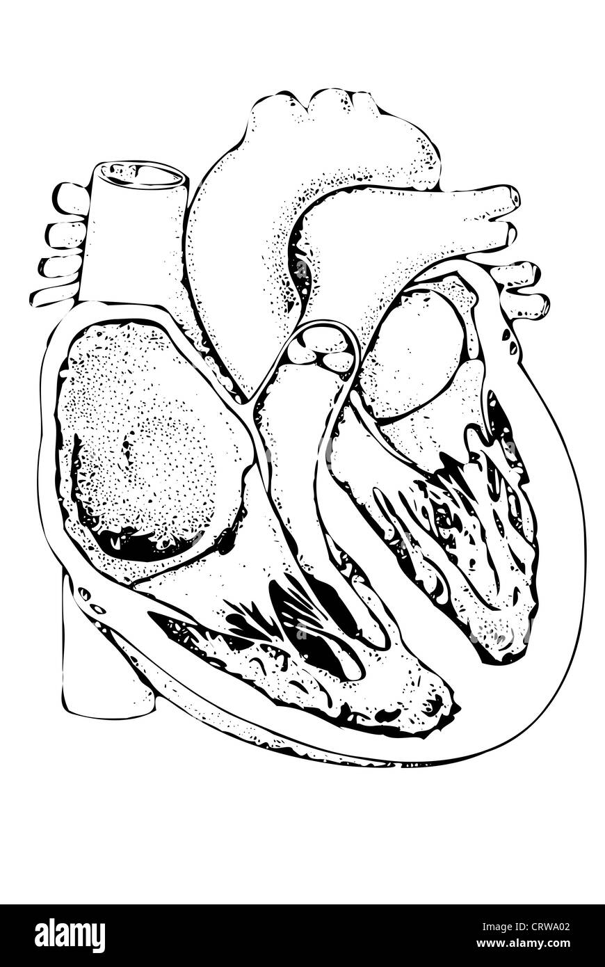 L'article du coeur Banque D'Images
