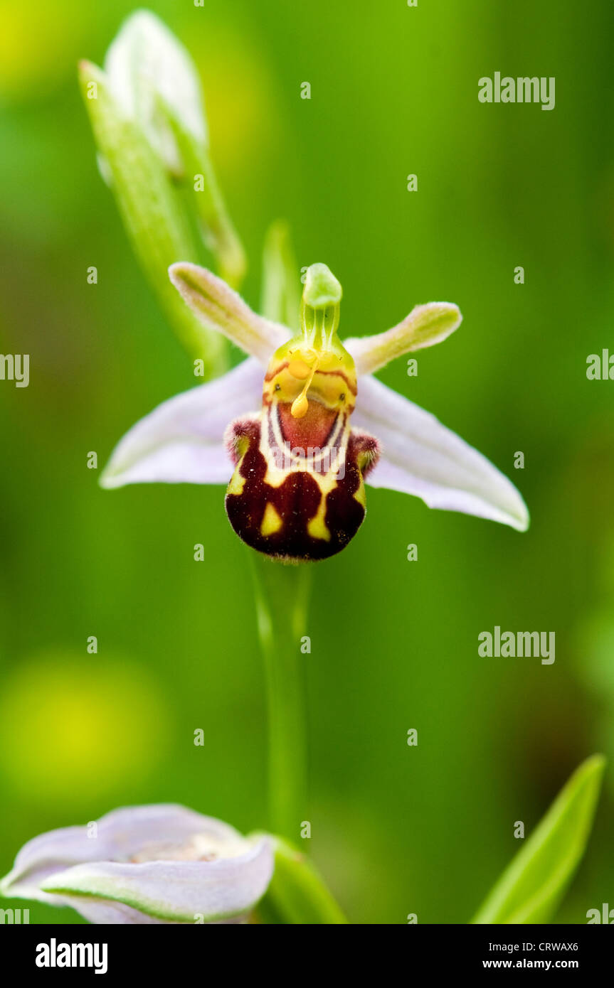 Orchidée d’abeille Banque D'Images