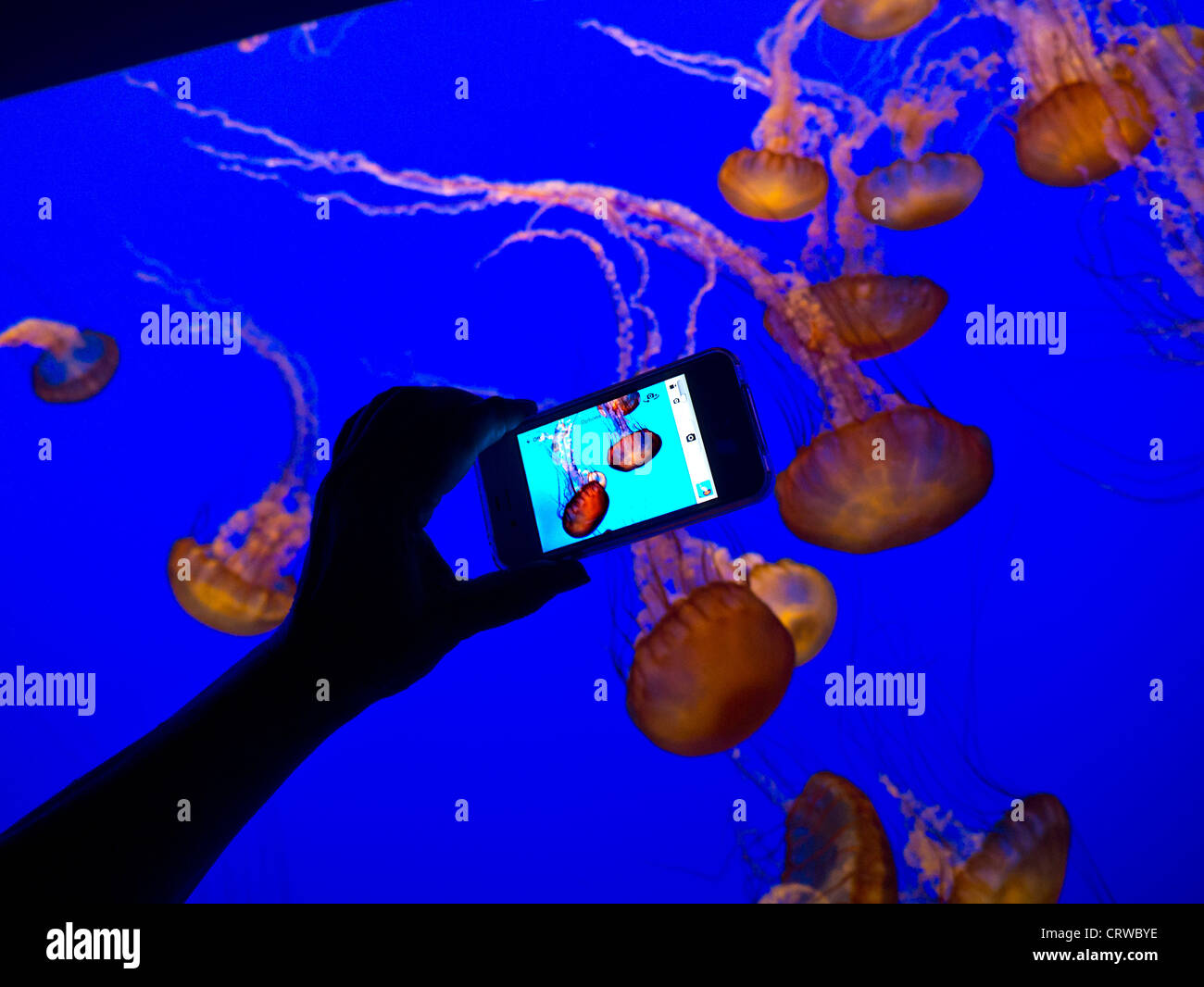 Les méduses AQUARIUM PHOTOGRAPHIE Hand holding smartphone de l'image en mouvement d'enregistrement d'impulsions méduses dans Monterey Bay Aquarium Monterey Californie USA Banque D'Images