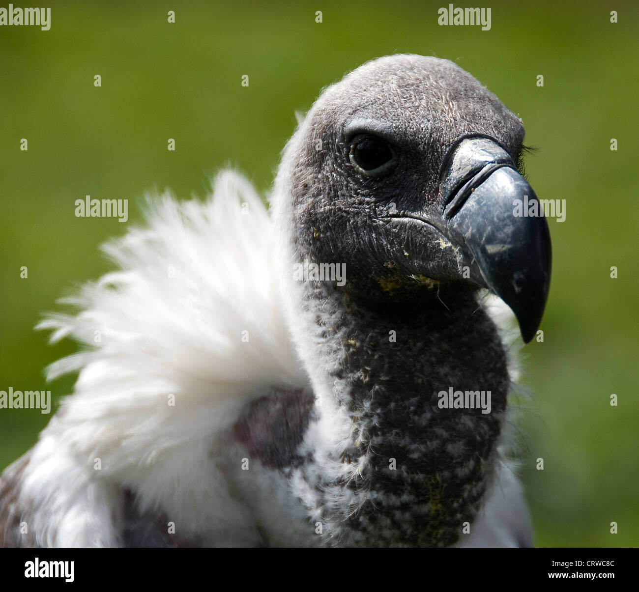 Spectacle d'oiseaux sur un vautour Banque D'Images
