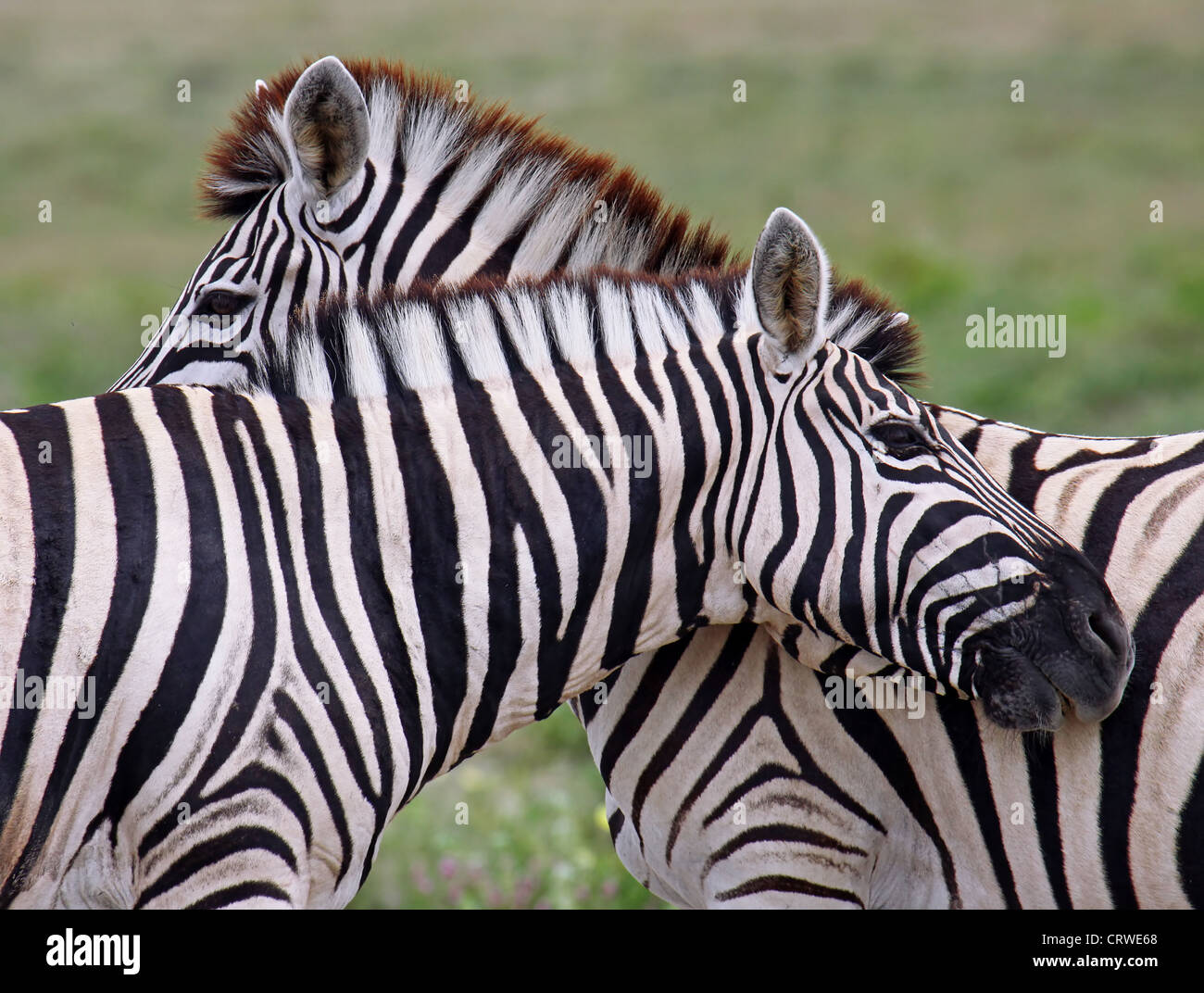 Les zèbres des plaines d'Etosha, Namibie, Banque D'Images