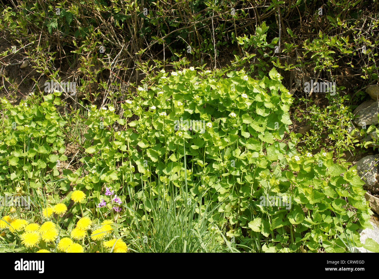 Ail de la haie Banque D'Images