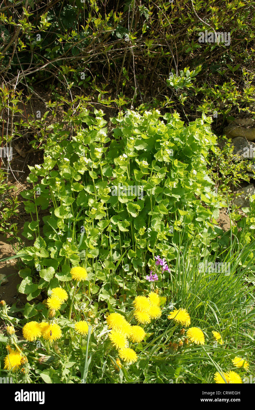 Ail de la haie Banque D'Images