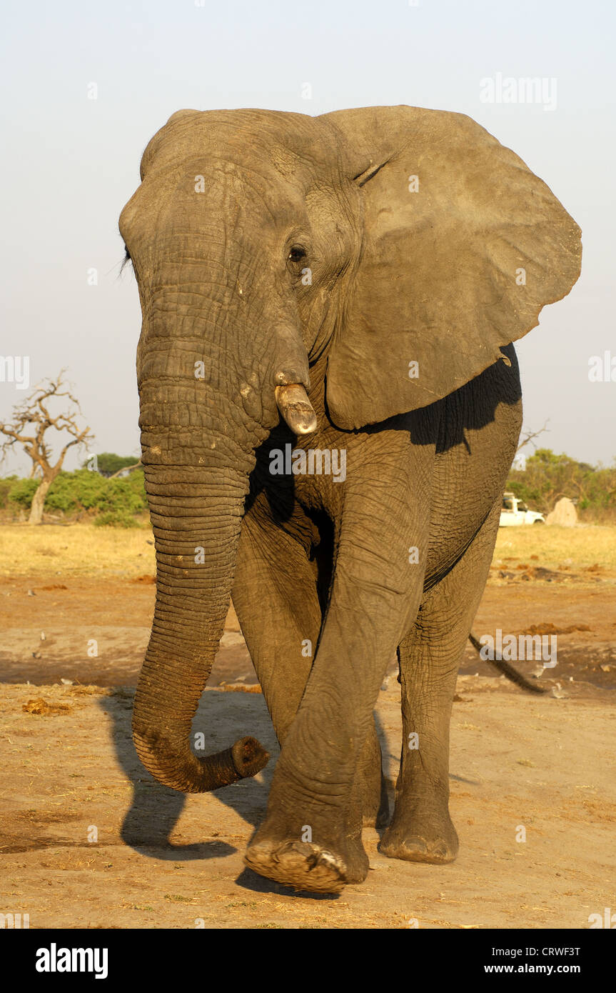 L'éléphant d'adultes bull, Savuti, Botswana Banque D'Images