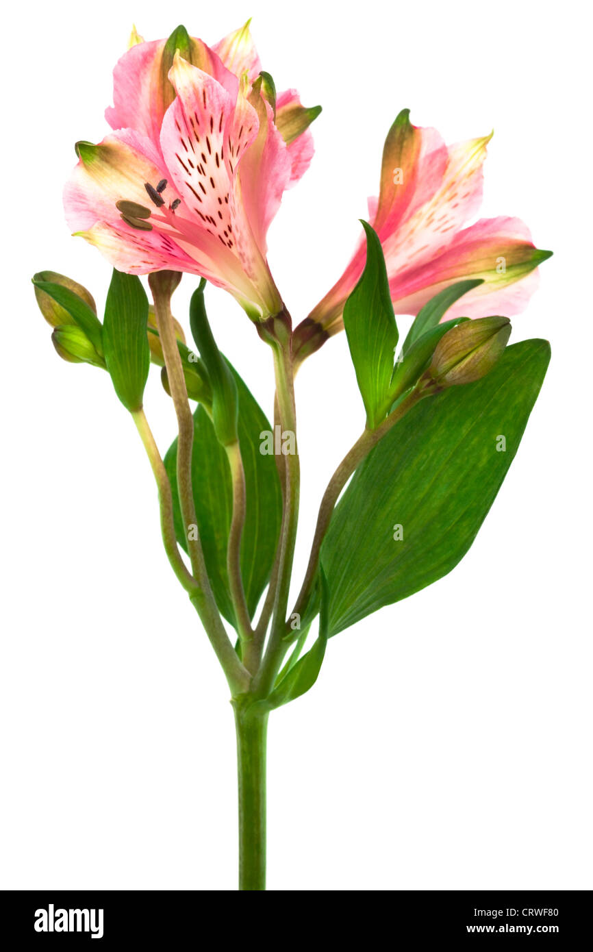 L'alstroemeria rose belle Banque D'Images