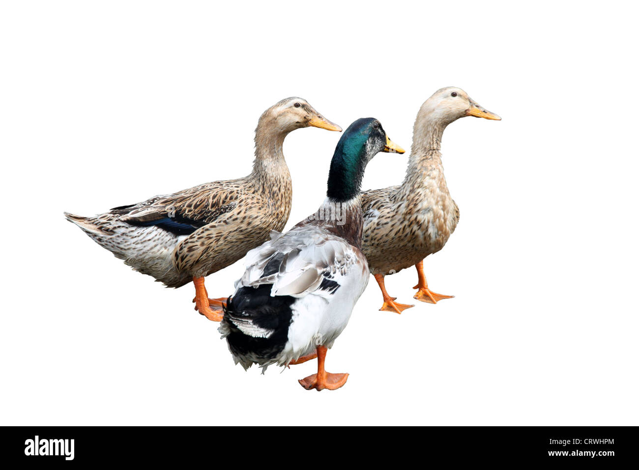 Trois beaux canards sur le lac Banque D'Images