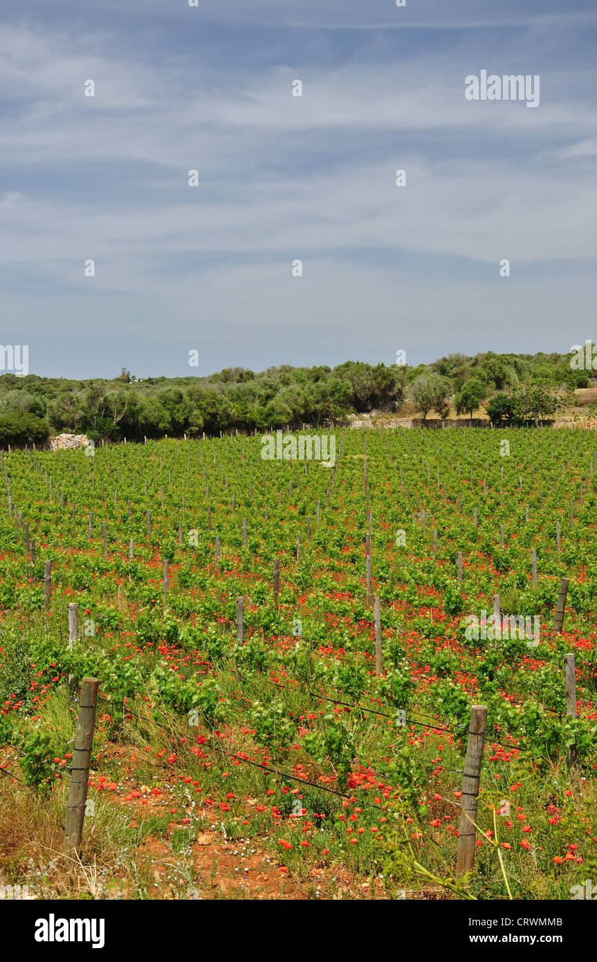 Petit vignoble près de Alaior, Minorque, Baleares, Espagne Banque D'Images