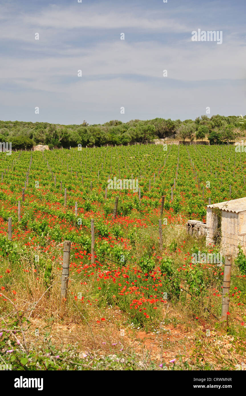 Vignes et red poppies in petit vignoble près de Alaior, Minorque, Baleares, Espagne Banque D'Images