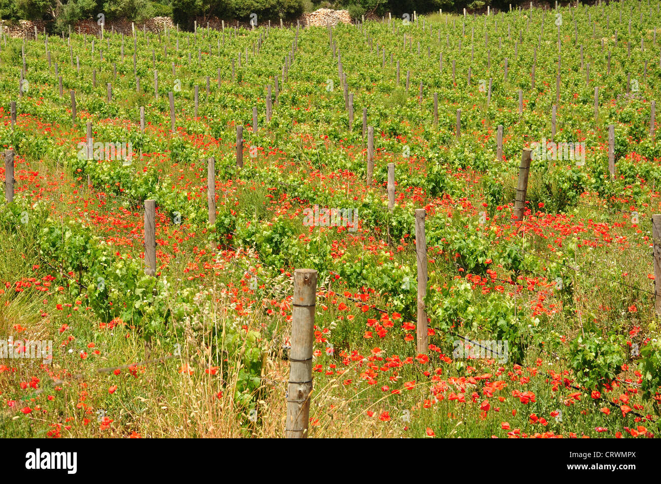 Vignes et red poppies in petit vignoble près de Alaior, Minorque, Baleares, Espagne Banque D'Images