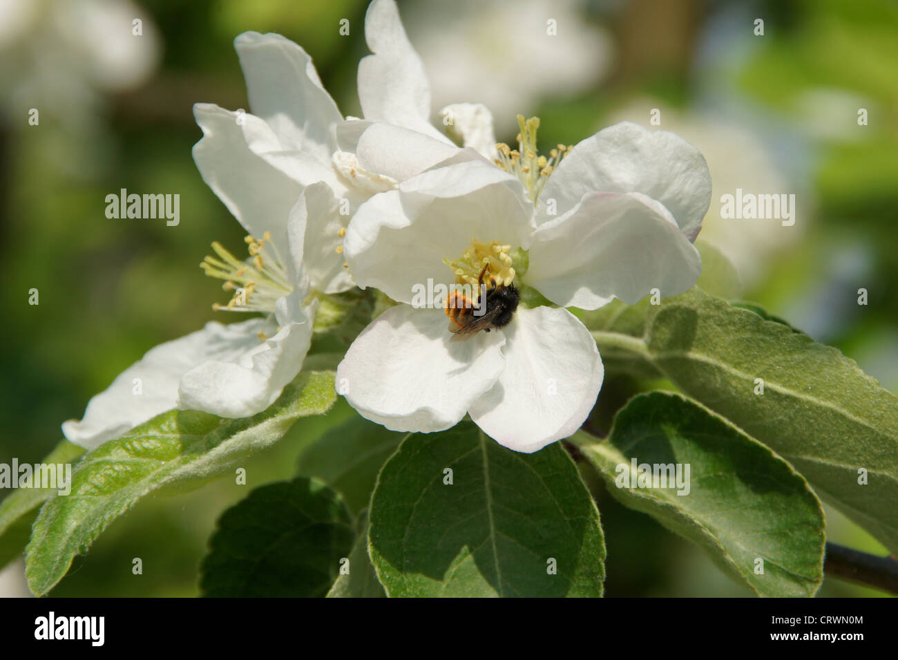 Apple Blossoms avec bumblebee Banque D'Images