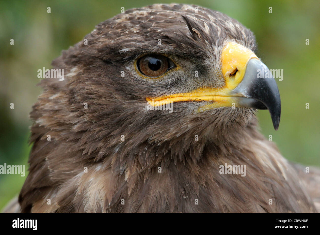 Aigle des steppes Banque D'Images