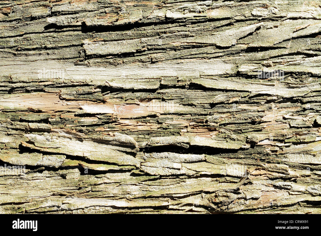 Wood texture arbre Banque D'Images