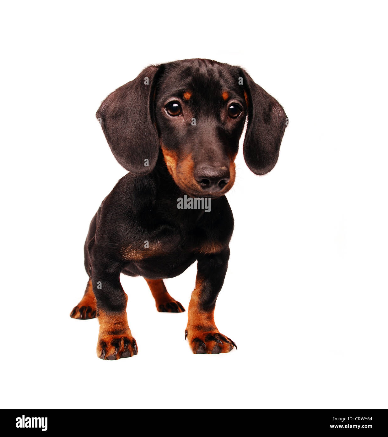 Chiot teckel isolated on white Banque D'Images
