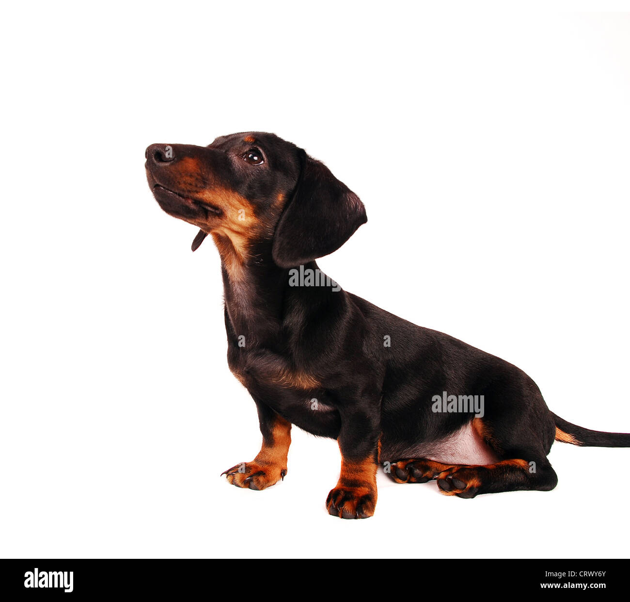Chiot teckel isolated on white Banque D'Images