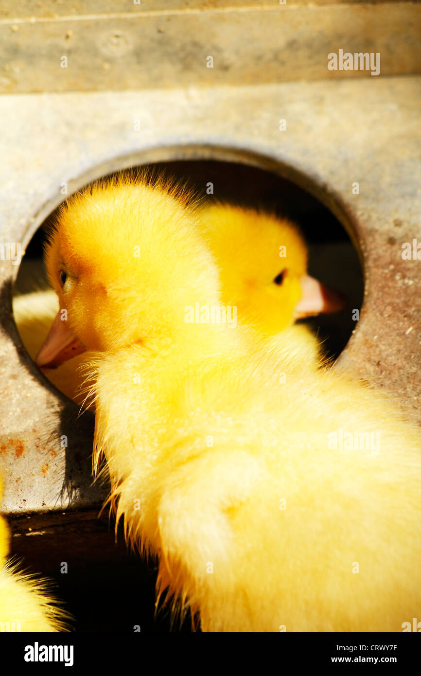 Les poussins de canards de scène dans leur habitat naturel Banque D'Images