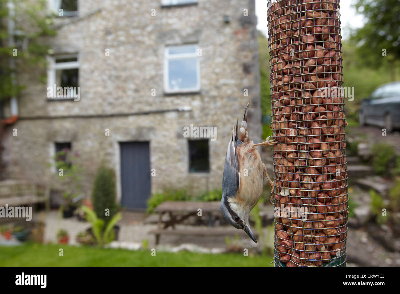 Sittelle (Eurasie), Sitta europaea, manger des arachides sur un jardin mangeoire, Cumbria, Royaume-Uni Banque D'Images