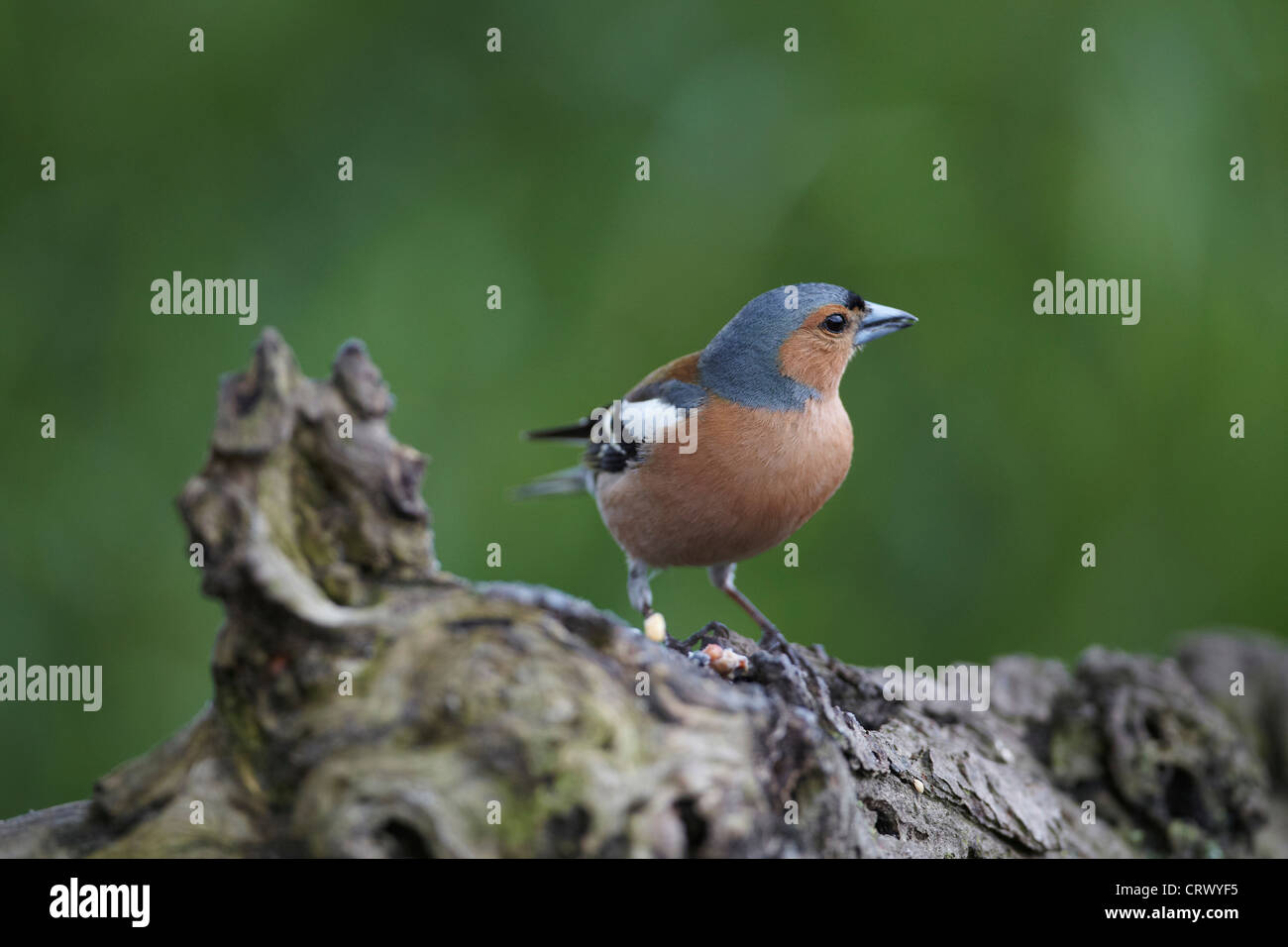 Chaffinch, Fringilla coelebs, perché sur de vieux journal, UK Banque D'Images