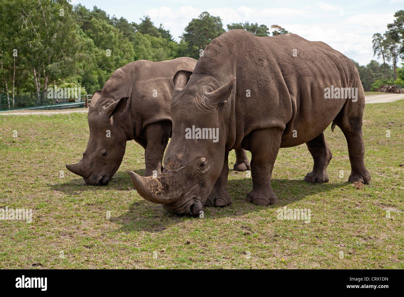 Les rhinocéros blancs (square-lipped rhinoceros, Ceratotherium simum), parc Serengeti, Hodenhagen, Basse-Saxe, Allemagne Banque D'Images