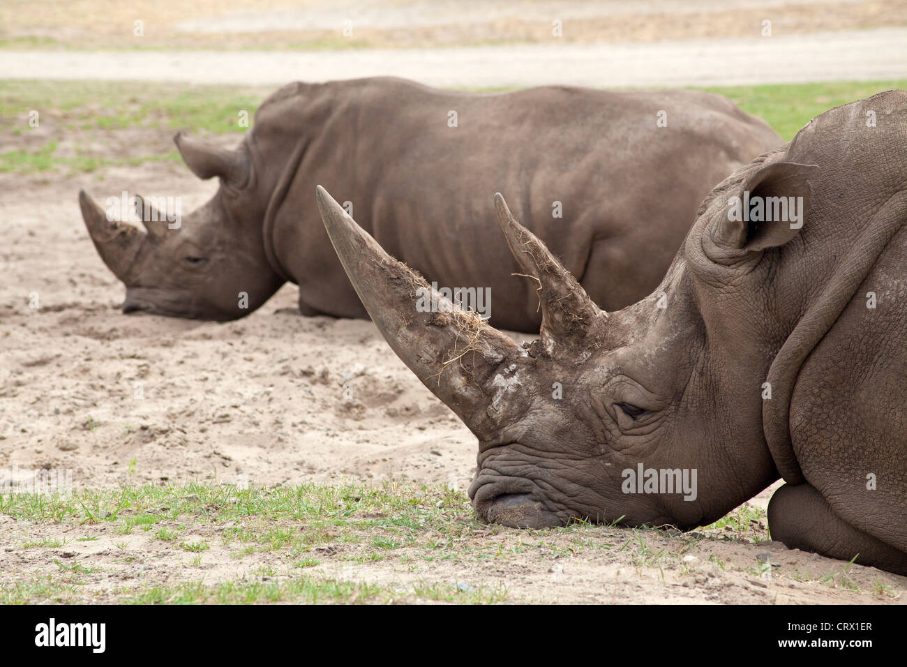 Les rhinocéros blancs (square-lipped rhinoceros, Ceratotherium simum), parc Serengeti, Hodenhagen, Basse-Saxe, Allemagne Banque D'Images