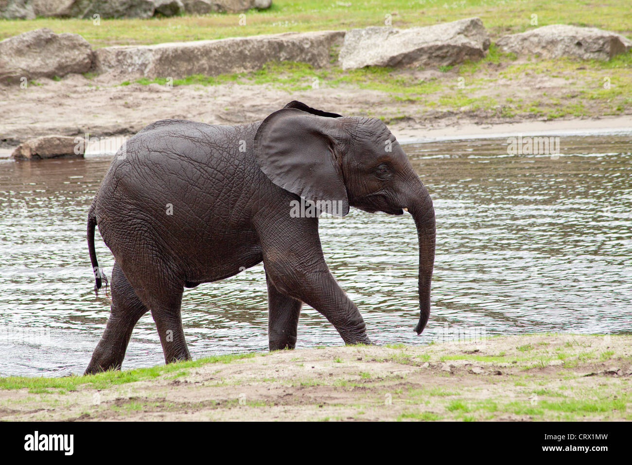 Young African bush elephant éléphant de savane d'Afrique (Loxodonta africana), Serengeti, Parc, Hodenhagen, Basse-Saxe, Allemagne Banque D'Images