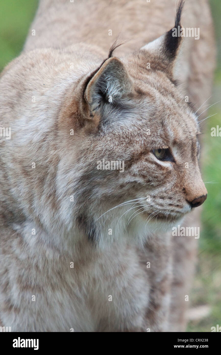 Portrait lynx du nord Banque D'Images