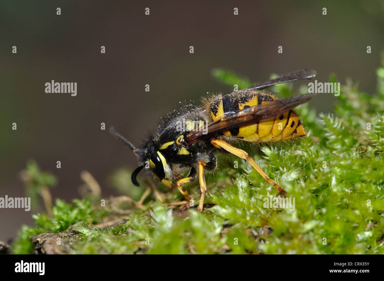 Vespula vulgaris queen Banque de photographies et d’images à haute — free download