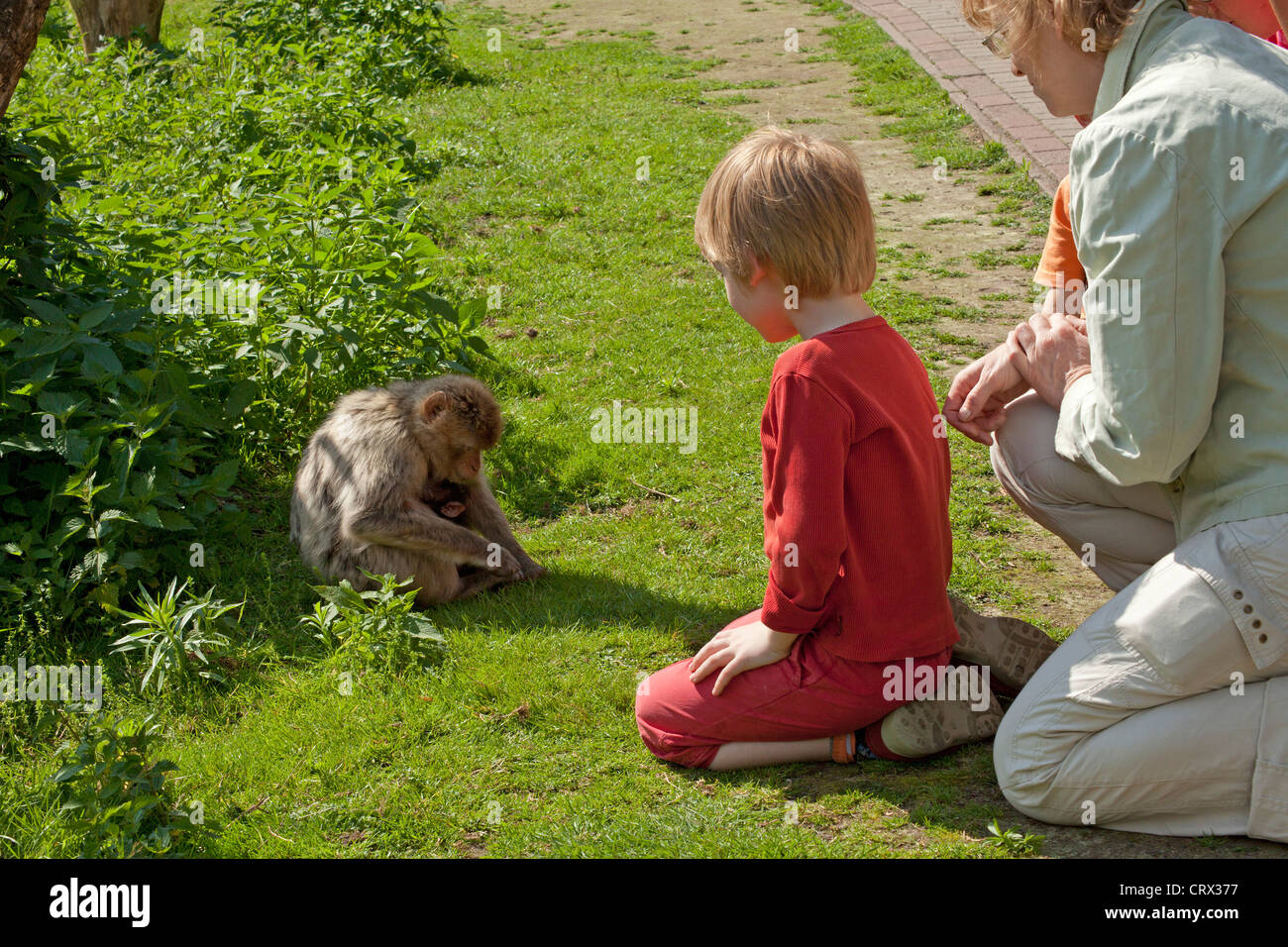 Garçon et sa mère regarder Barbary macaque (Macaca sylvanus), parc Serengeti, Hodenhagen, Basse-Saxe, Allemagne Banque D'Images