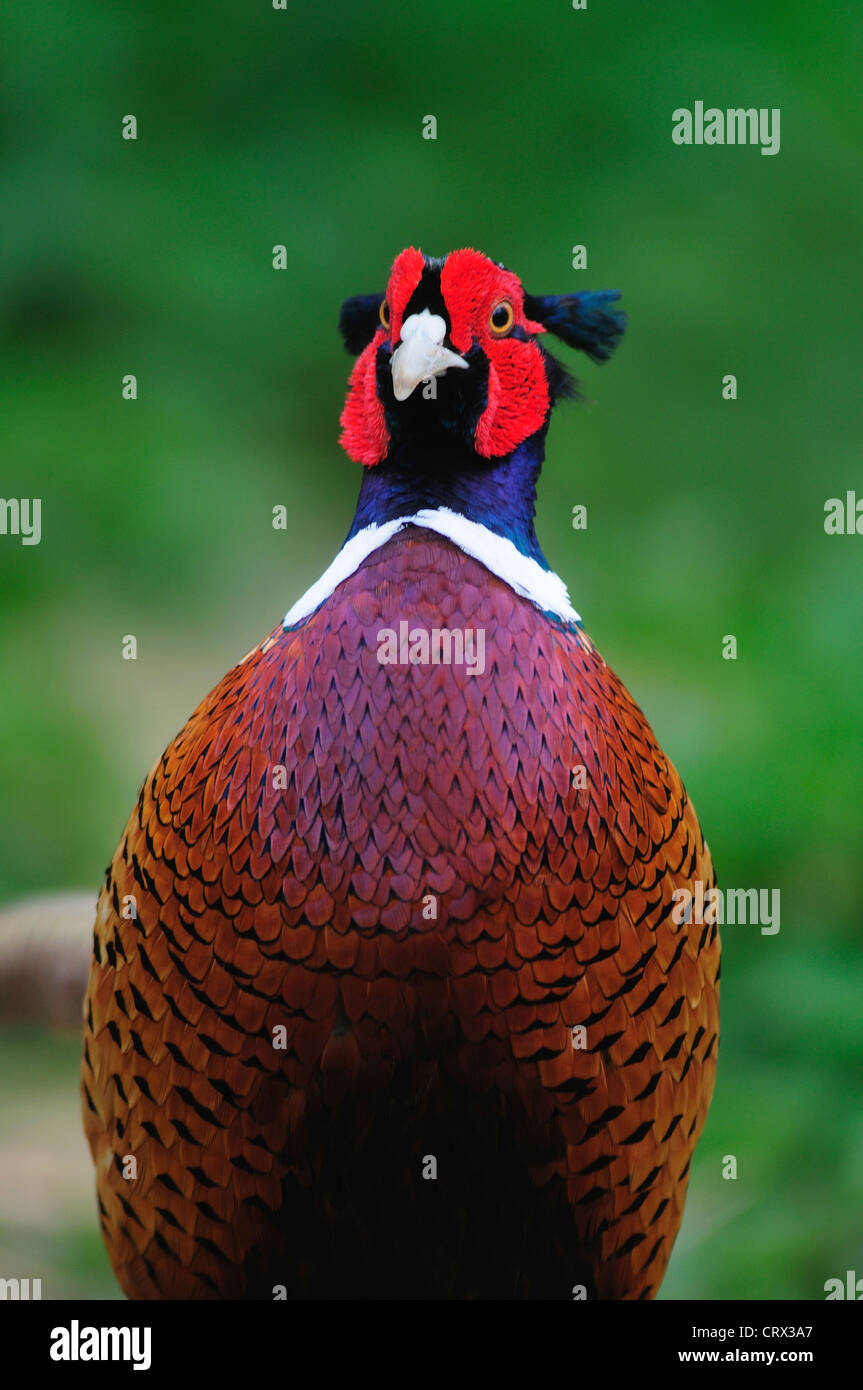 Faisan de Colchide Banque D'Images