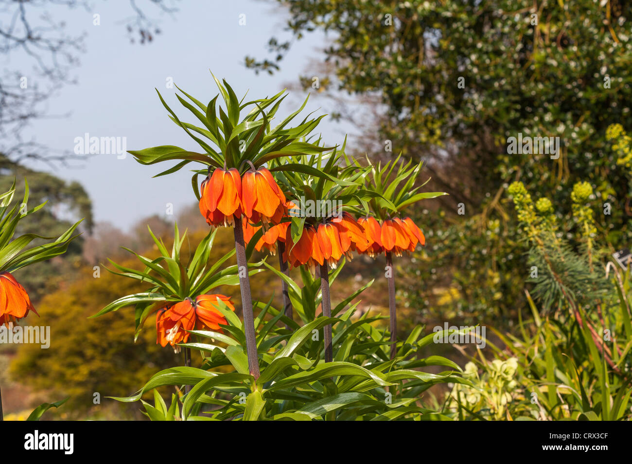 Vue rapprochée des fleurs de la couronne d'orange de la fritillerie impériale (Fritillaria imperialis), de la fleur de RHS Garden Wisley, Surrey, au printemps Banque D'Images