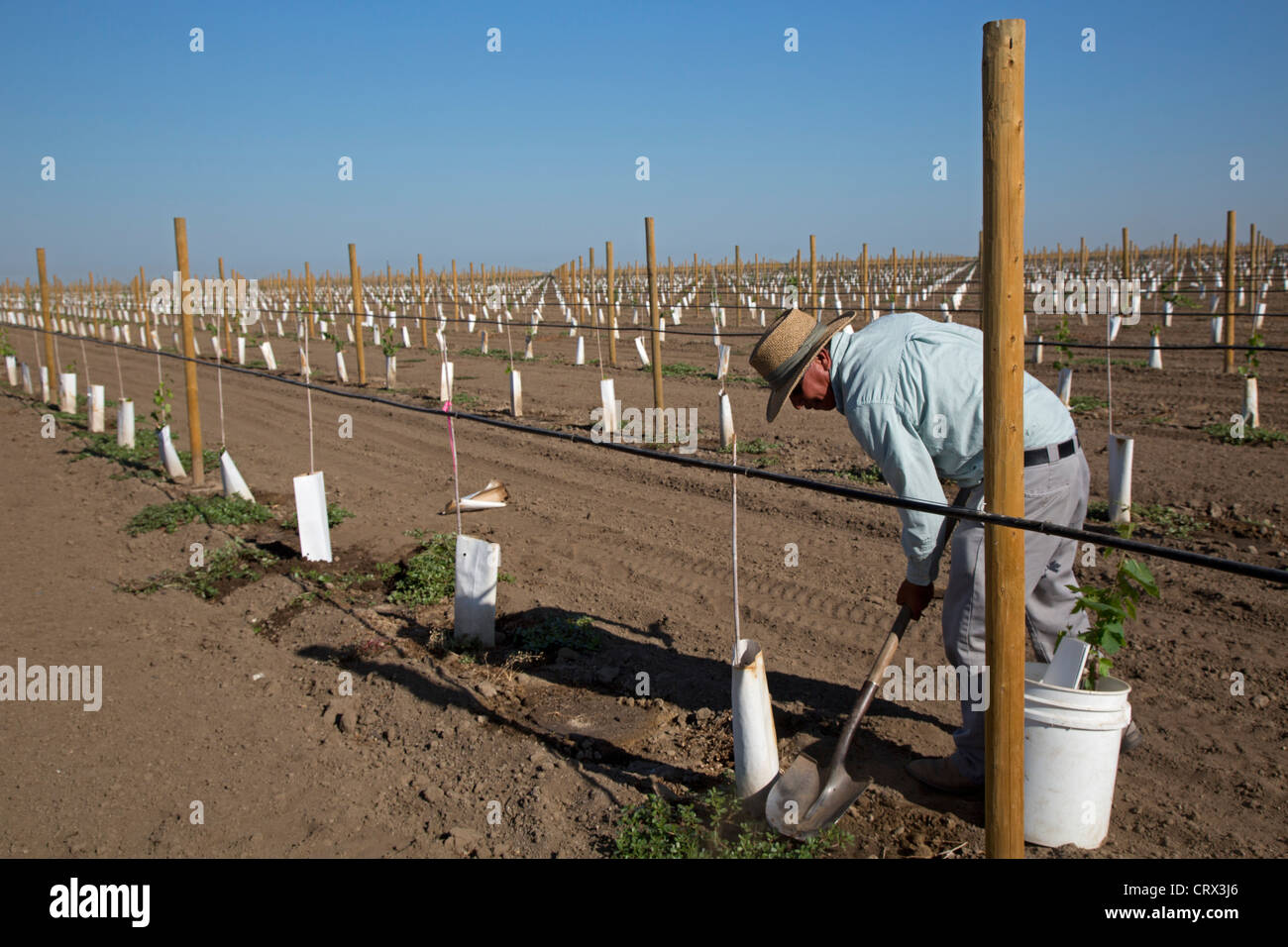 Di Giorgio, Californie - UN Latino-ouvriers agricoles nouvellement a tendance à planter de la vigne dans la vallée de San Joaquin. Banque D'Images