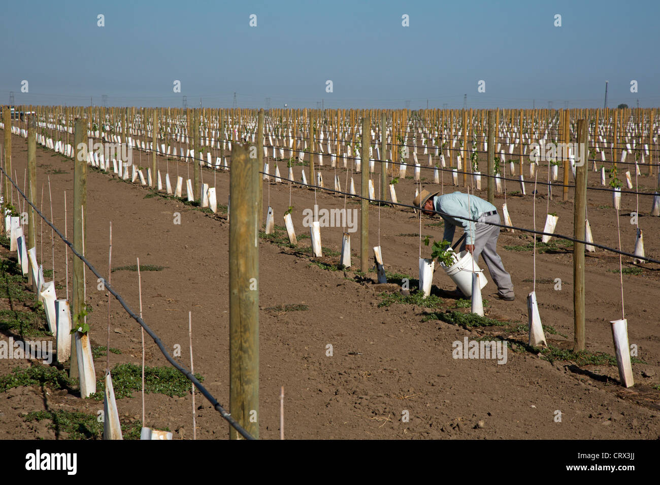 Di Giorgio, Californie - UN Latino-ouvriers agricoles nouvellement a tendance à planter de la vigne dans la vallée de San Joaquin. Banque D'Images