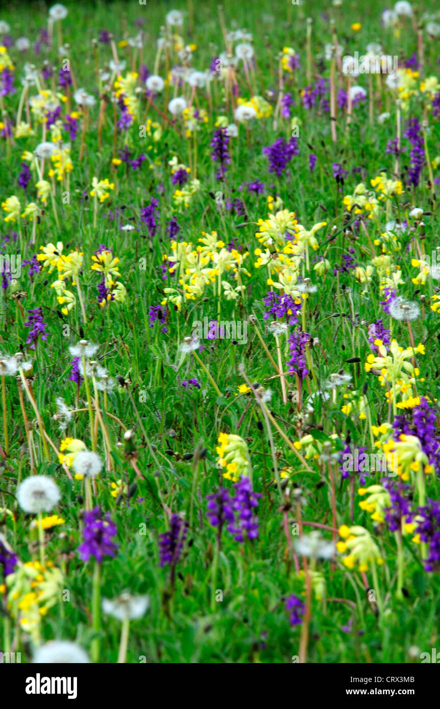 Une belle hay meadow au printemps avec, la cowslips orchidées et horloges pissenlit UK Banque D'Images