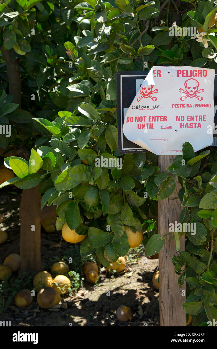Un panneau met en garde contre l'application du pesticide chlorpyrifos (Lorsban) dans un California Orange Grove Banque D'Images
