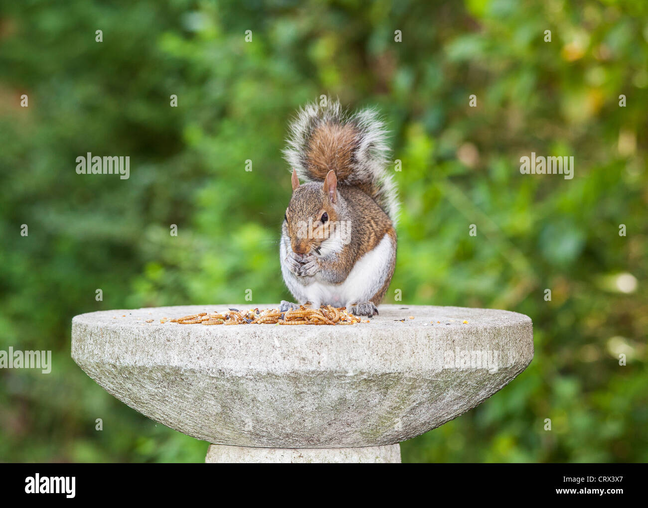 L'écureuil gris (Sciurus carolinensis) sur le tableau d'oiseaux en pierre de manger des aliments laissés de côté pour les oiseaux dans un jardin anglais Banque D'Images