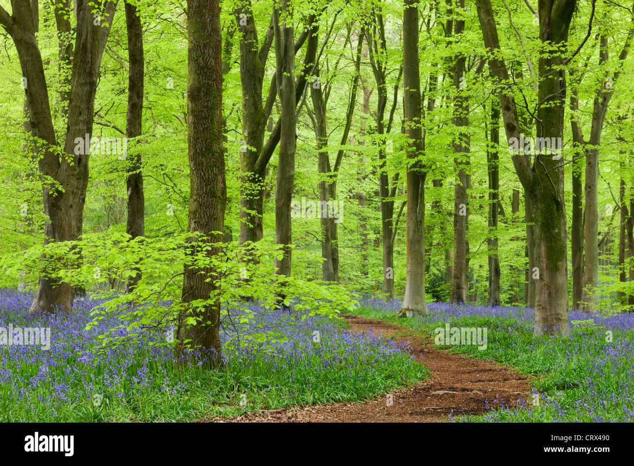Tapis de jacinthes des bois de hêtre, dans un bois de l'Ouest, Wiltshire, Angleterre. Printemps (mai) 2012. Banque D'Images
