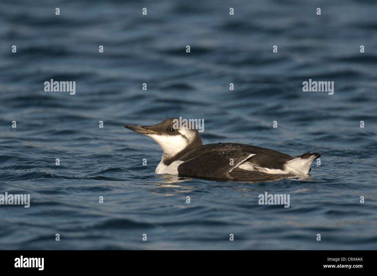 Guillemot marmette commune ou commune (Uria aalge) en plumage d'hiver. Îles Shetland. Octobre. Banque D'Images