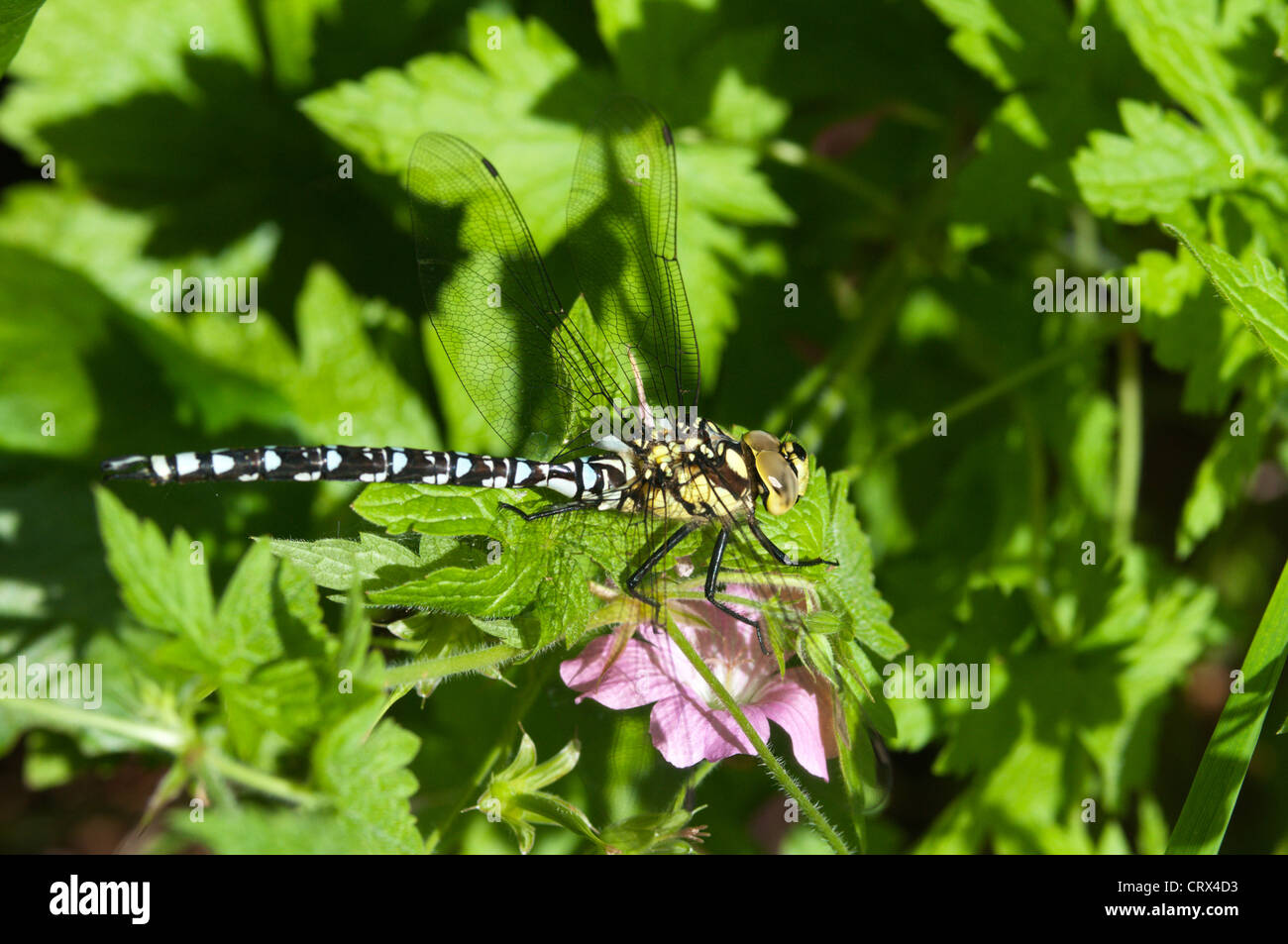 Gold-ringed Dragonfly (Cordulegaster boltonii) Banque D'Images