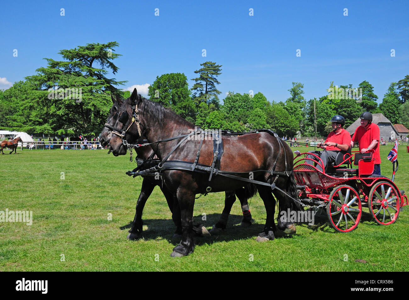 Deux chevaux percherons foncé tirant un véhicule de compétition qui est équipé de freins à disques. Banque D'Images