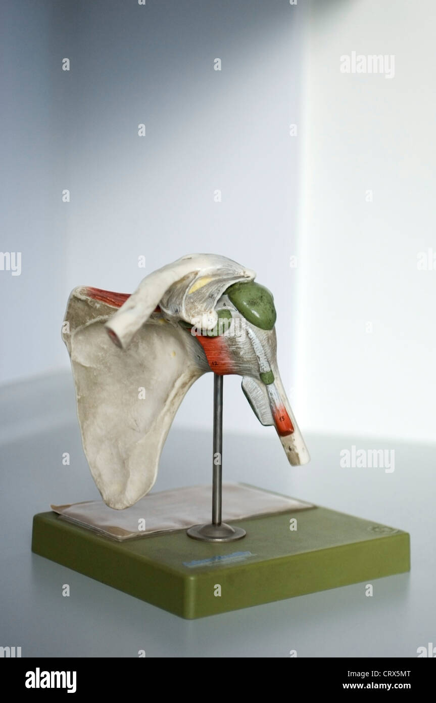 Un modèle de l'articulation de l'épaule Banque D'Images