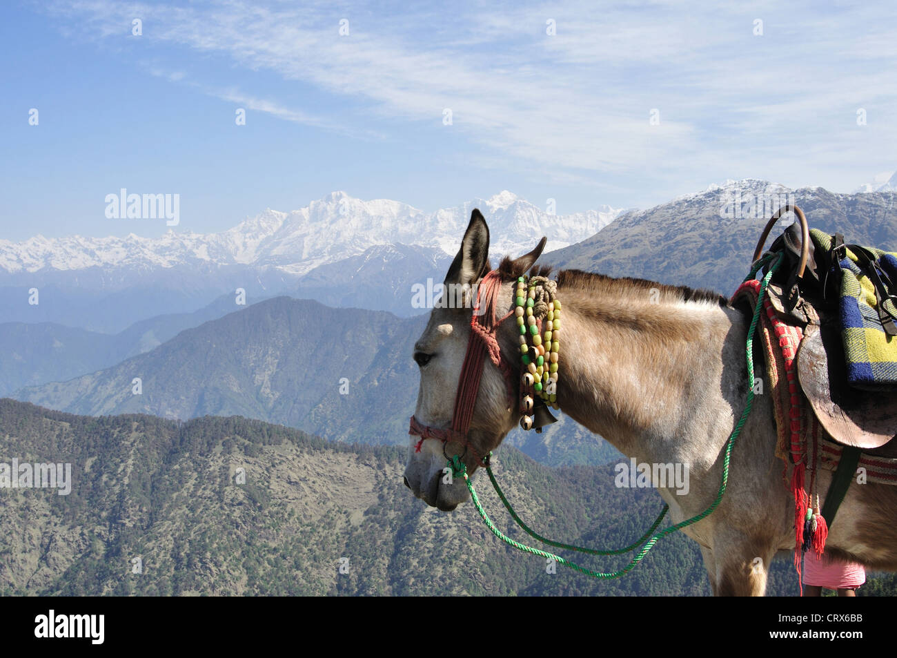 Khachhar - Mule pour des randonnées dans les gammes de l'himalaya Banque D'Images