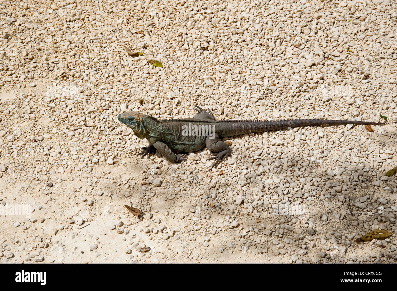 Iguane bleu sur l'île Grand Cayman Banque D'Images